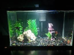 Saltwaterfish.com is your best source for salt water fish and marine life. New Fish Tank In Da House New Tank Betta Fish Tank