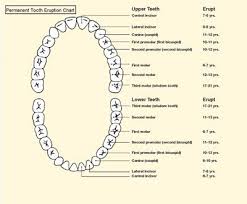 Permanent Tooth Eruption Chart Diagram Of Mouth American