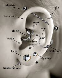 In Case You Need A Helpful Diagram Of Which Piercings Are