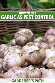 garlic as pest control in the garden