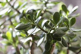 Are Jade Plants Poisonous To Dogs