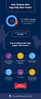 Diabetes mellitus, or sugar diabetes, is the type of diabetes seen most often in dogs. Diabetic Alert Service Dogs Canine Partners For Life