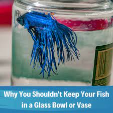 Why Glass Fish Bowls Are Bad For Your