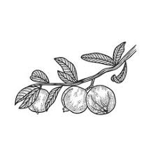 See and discover other items: Guava Vector Images Over 3 100