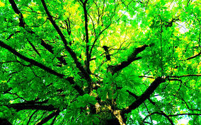 200 green tree wallpapers
