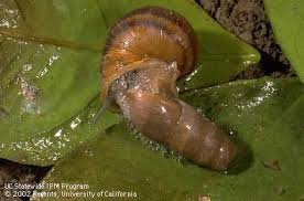 decollate snail uc statewide ipm