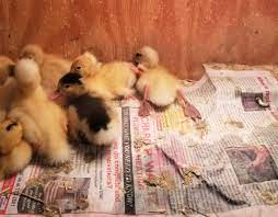 ever mess free no fuss duckling brooder