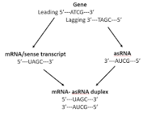 What is RNA antisense technique?