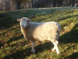 Seasonal Breeding In Sheep