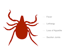 How long after application does the seresto collar begin to work? Common Tick Questions Nexgard