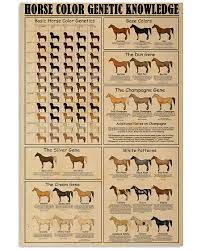 horse color genetic knowledge 900 1125