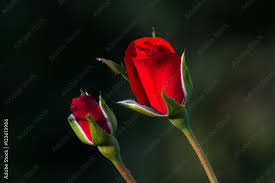 stockfoto one red rose bud in the