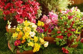 Resultado de imagen para jardines con flores hermosas