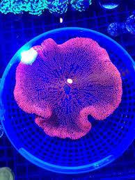 haddoni anemone aquanerd
