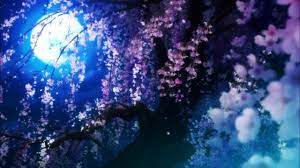 夜桜 #Yozakura (1280x720) | アニメの風景, 桜 デザイン イラスト, 綺麗なイラスト壁紙背景