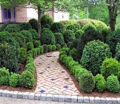Boxwoods In The Landscape