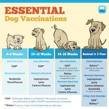Rabies vaccination is only necessary for dog's that travel in and out of the uk. Basic Vaccine Schedule For Dogs Petmd