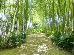 The Bamboo Garden La Mouissone Olive