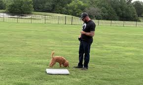 best dog training cles from