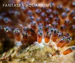 clownfish eggs breeding clownfish at