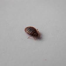 bed bugs without chemicals