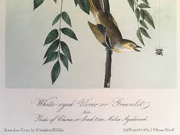 audubon bird beauty bird help gift