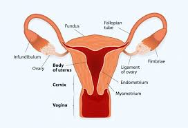 Endometrial Thickness Whats The Normal Range For Conceiving