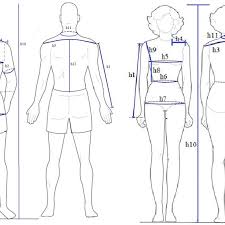 The human body is the body of a person. Human Body Sizes For Men Women Download Scientific Diagram