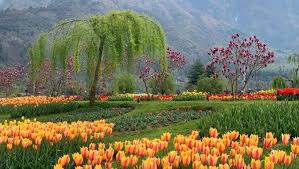 srinagar tulip festival kashmir tourism
