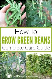 growing green beans the complete how