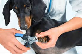 how to care for a dog s broken toenail