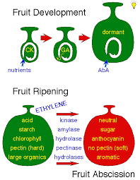 Fruit Growth And Ripening