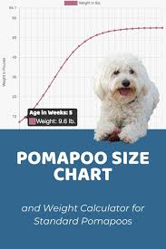 pomapoo size chart and weight