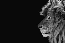 black and white lion images browse 94