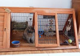 What Can You Line A Rabbit Hutch With