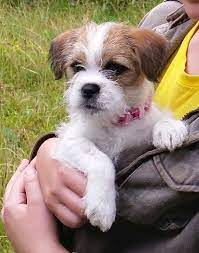 For this reason, there is an agreement to this dog's classification as a toy breed dog. Shih Tzu Cross Border Terrier Jack Russell Puppy Baby Dogs Beautiful Dogs Cute Baby Dogs