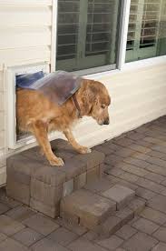 Dog Kennel Outdoor Dog Door