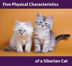 However, their exercise needs aren't overly demanding, and they're just as happy to snuggle up with the siberian's thick triple coat should be combed or brushed a couple of times a week to prevent tangles or mats. Five Physical Characteristics To Identify A Siberian Cat Siberian Cats