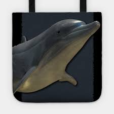 3d Dolphin Art