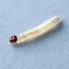 Pupation for webbing clothes moth larvae occurs inside a silken cocoon, which is usually found in places where the larvae have been feeding. Revenge Of The Clothes Moths As Numbers Boom Can They Be Stopped Insects The Guardian