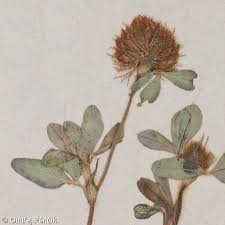 Trifolium diffusum – jetel rozložený • Pladias: Database of the Czech ...