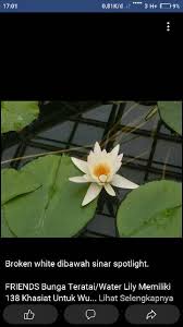 Agaknya selain bagi warna yang cantik, ada tak khasiat bunga telang untuk kesihatan?. Daun Bunga Teratai Lotus Shopee Indonesia