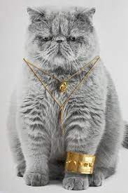 cat jewelry fall necklace bracelet