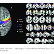primary motor cortex subregions within