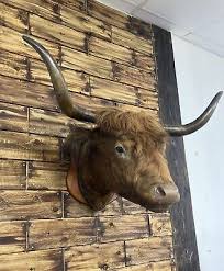 Antique Taxidermy Highland Cow Head