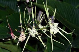 Image result for spider orchid