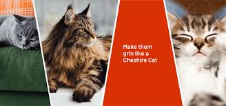Explore and compare pet insurance cover options from sainsbury's bank and get quotes online straightaway. Cat Insurance Get A Quote Today Argos Pet Insurance