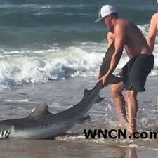 shark pulled as at north topsail beach