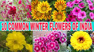 10 common winter flowers of india you