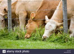 Image result for the grass is greener